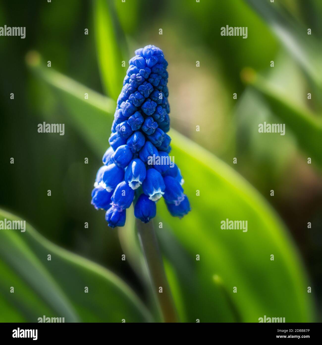 Blaue Maus Hyazinthe Blume zwischen grünen Blättern, close-up Stockfoto