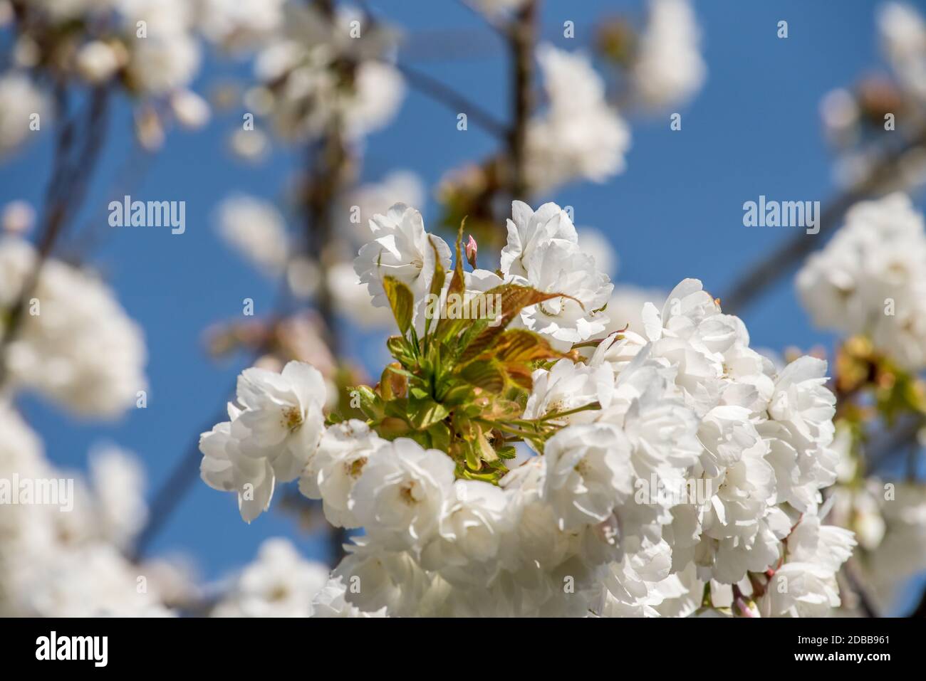 Obst-Baum-Blüte Stockfoto