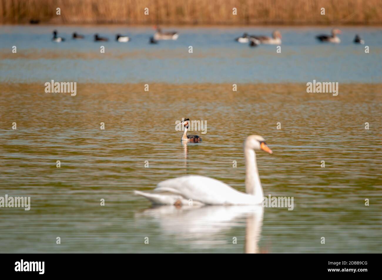 Great Crested Grebe Stockfoto