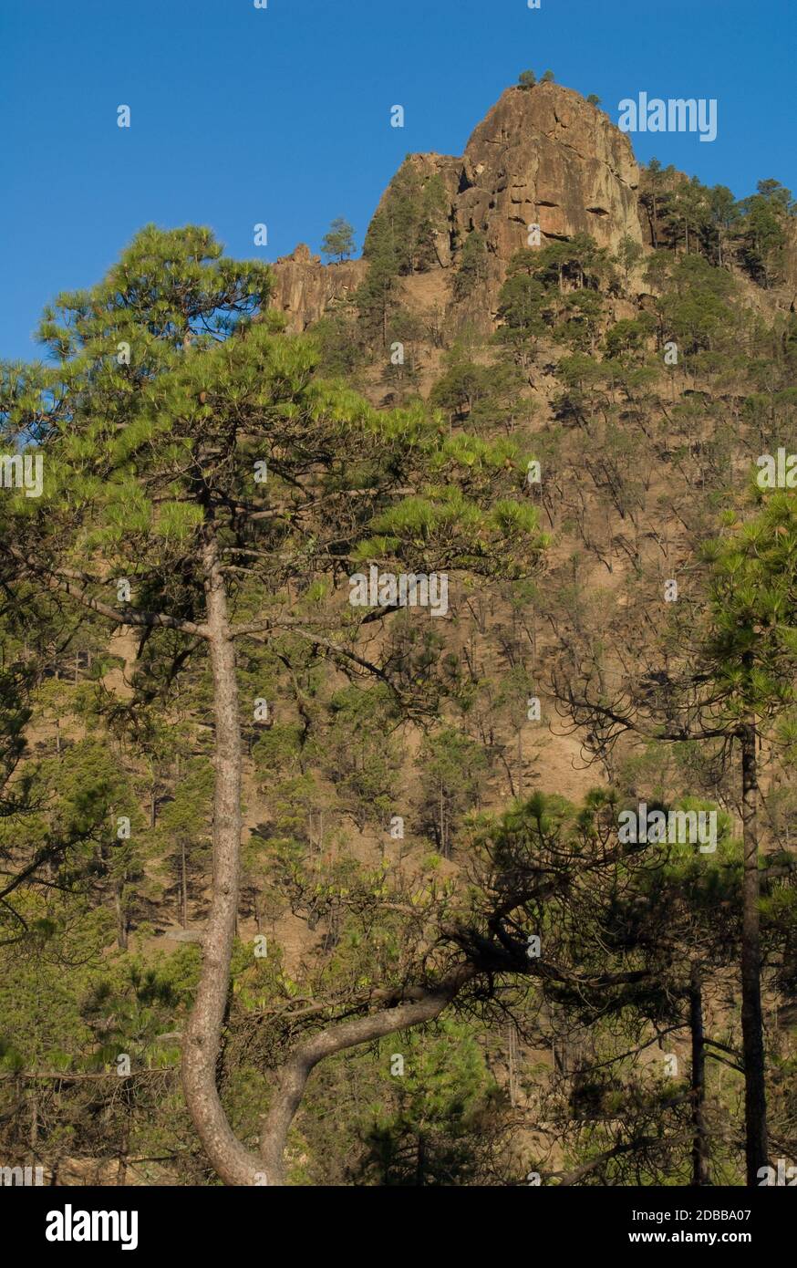 Morro de La Negra im Integralen Naturreservat von Inagua. Tejeda. Gran Canaria. Kanarische Inseln. Spanien. Stockfoto