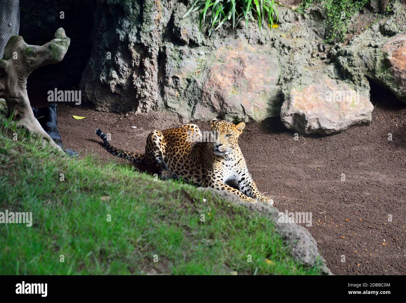 Panther liegend, Blick auf den Horizont, Farben der Natur Stockfoto