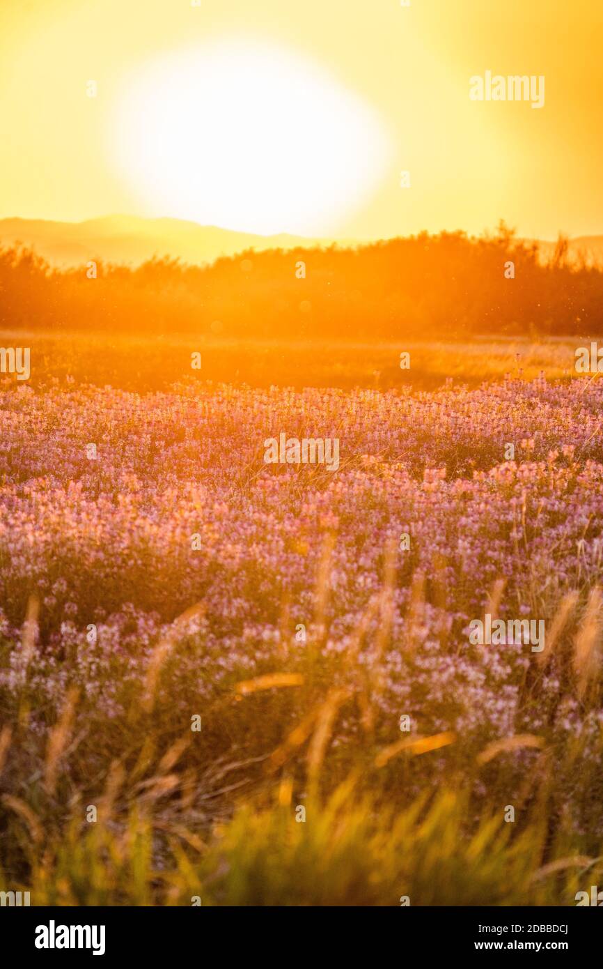 USA, Idaho, Picabo, Blumen auf der Wiese bei Sonnenuntergang Stockfoto