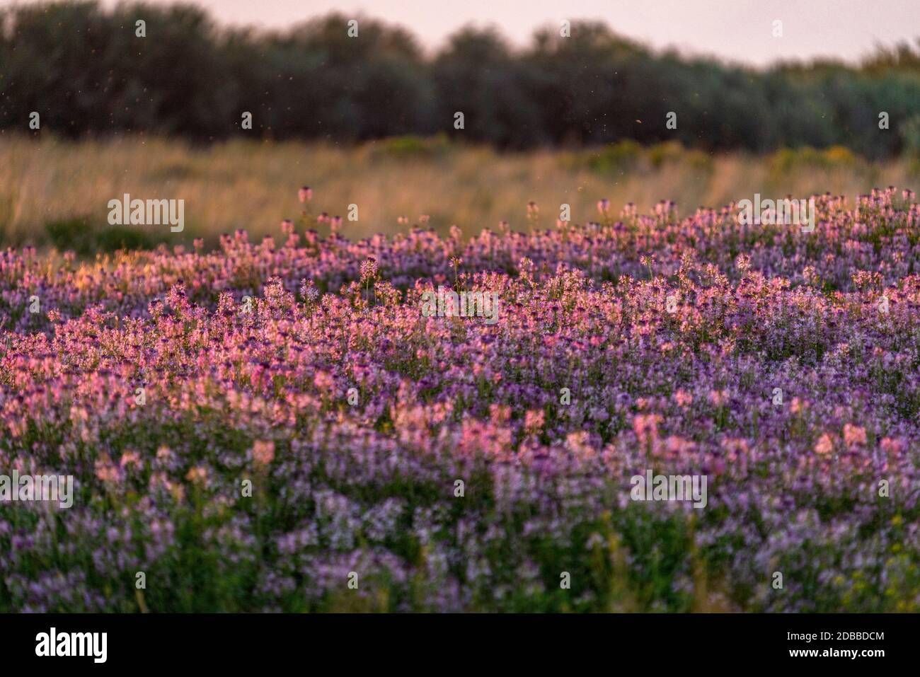 USA, Idaho, Picabo, Lila Blumen auf der Wiese Stockfoto