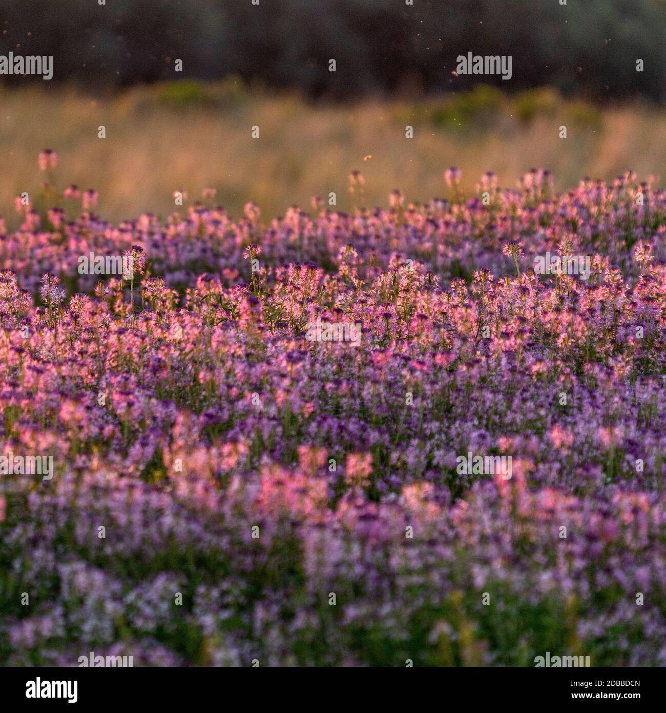 USA, Idaho, Picabo, Lila Blumen auf der Wiese Stockfoto