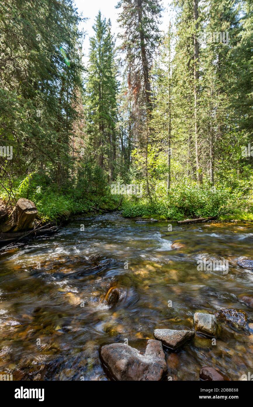USA, Idaho, Sun Valley, Fluss im Wald Stockfoto