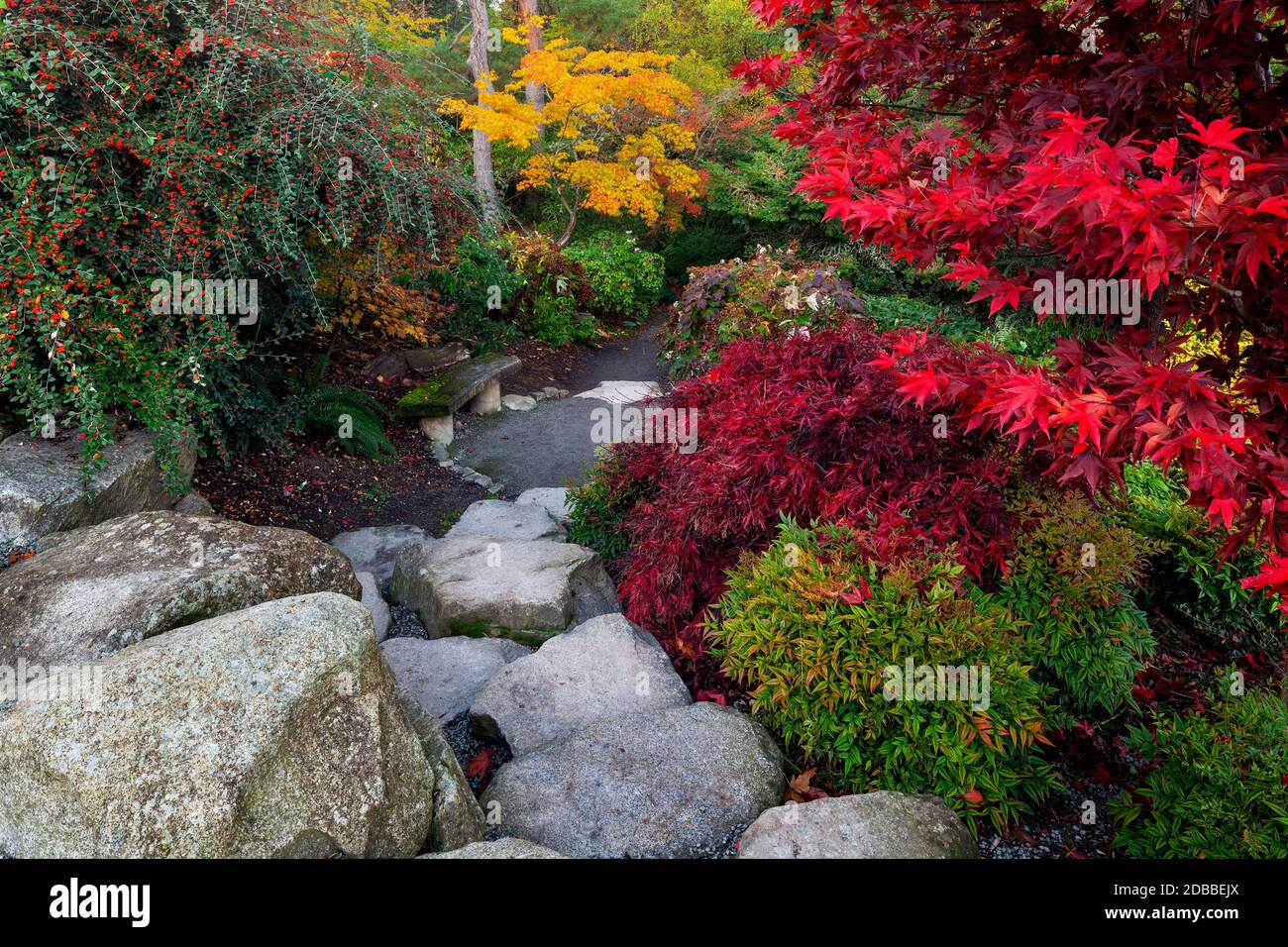 WA17911-00..... WASHINGTON - Herbstfarben in Kubota Garden, Seattle. Stockfoto