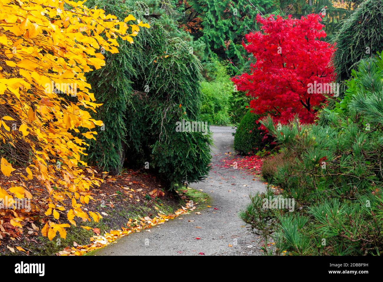WA17916-00..... WASHINGTON - Herbstfarben in Kubota Garden, Seattle. Stockfoto