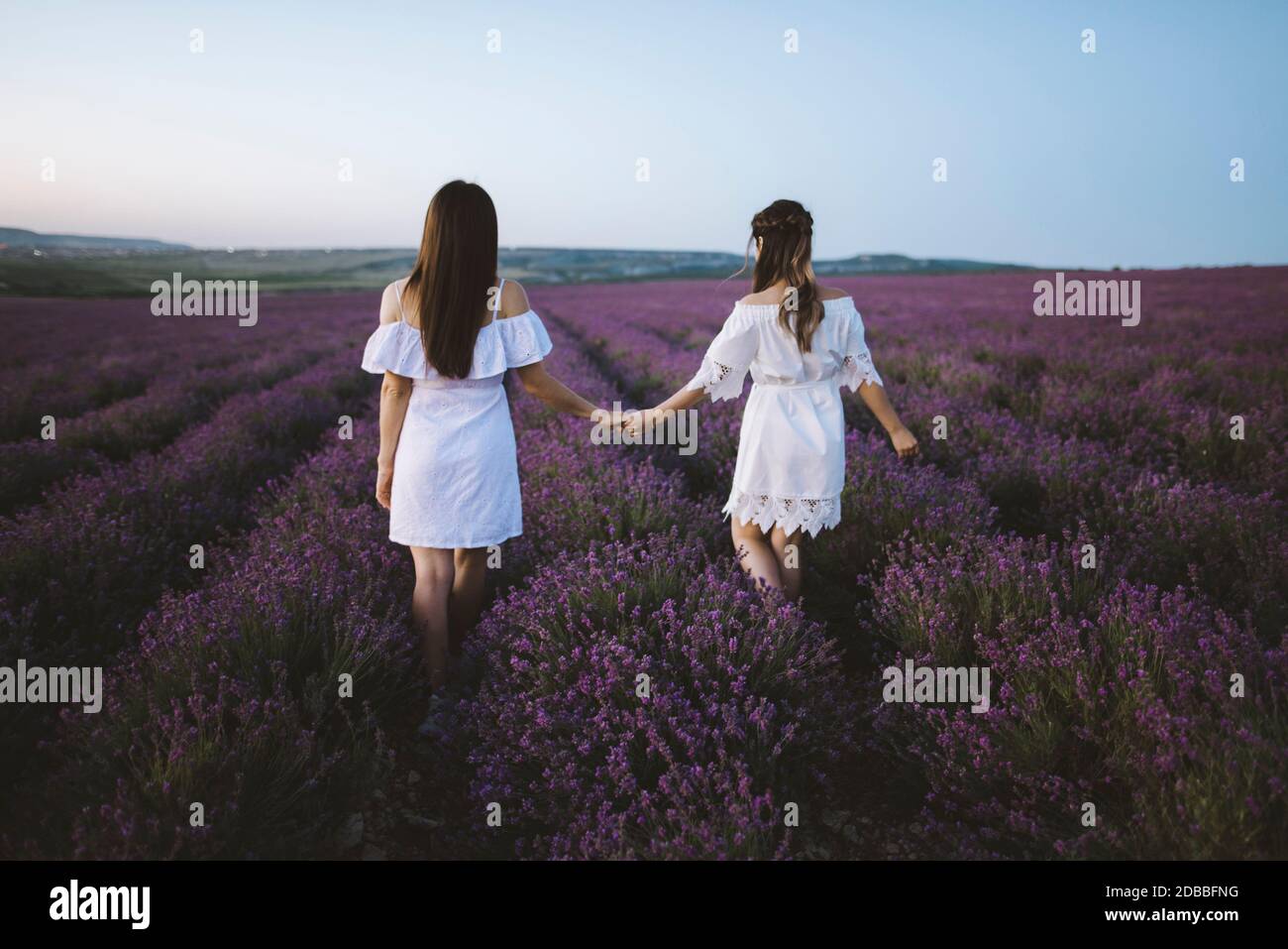Frankreich, Junge Frauen in weißen Kleidern halten Hände in Lavendel Feld Stockfoto
