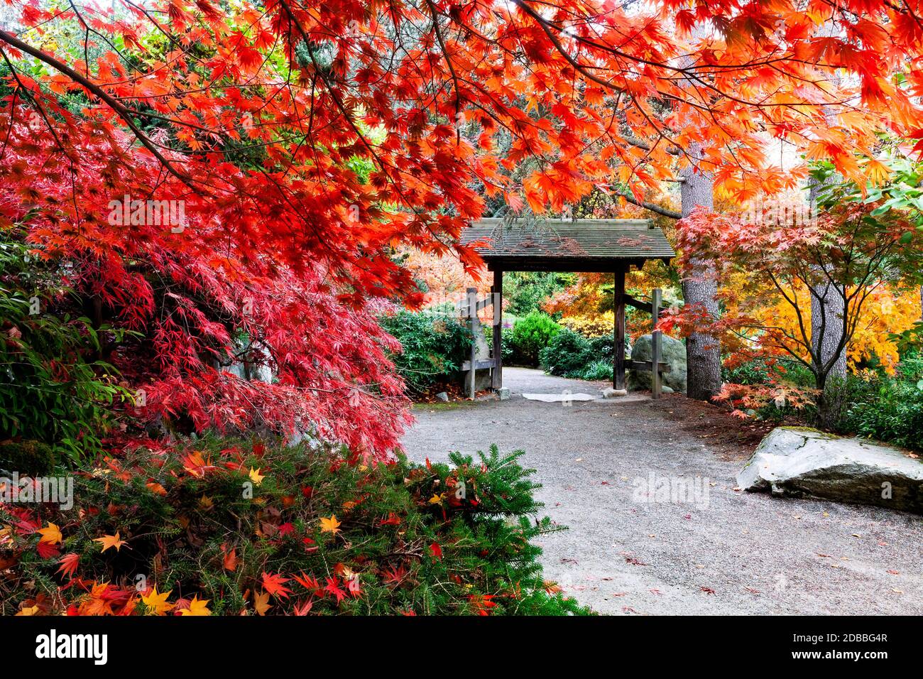 WA17923-00..... WASHINGTON - Herbstfarben in Kubota Garden, Seattle. Stockfoto