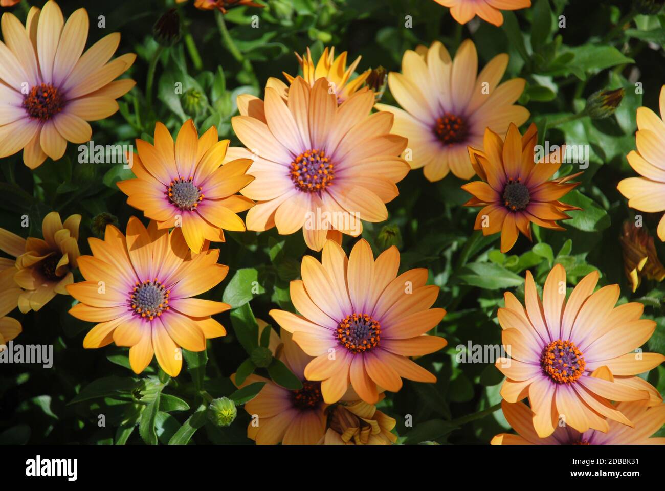 Orange osteospermum oder dimorphotheca Blüten im Blumenbeet, orange Blüten. Stockfoto