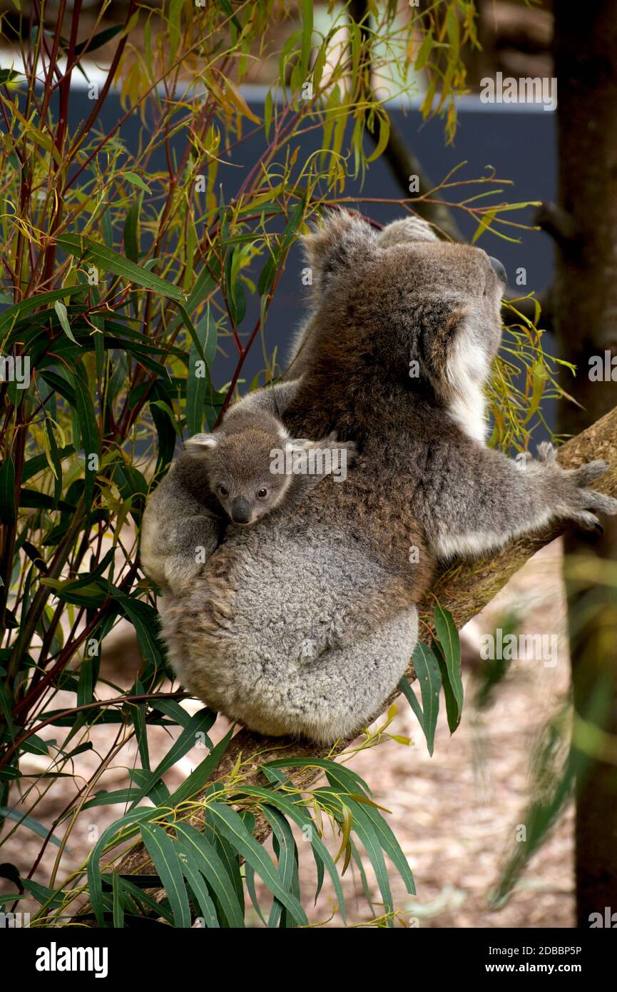 Halten Sie fest Kind - ein erschrockener Koala joey klammert verzweifelt an den Rücken seiner Mutter in Healesville Sanctuary in Victoria, Australien. Stockfoto