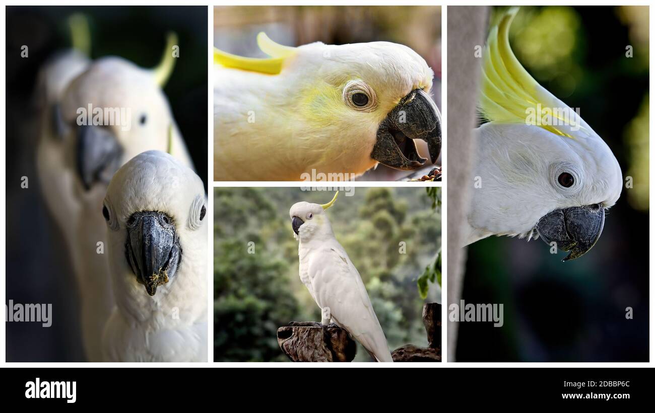 Collage aus vier Nahaufnahmen bis zu australischem Weiß Kakadus Stockfoto