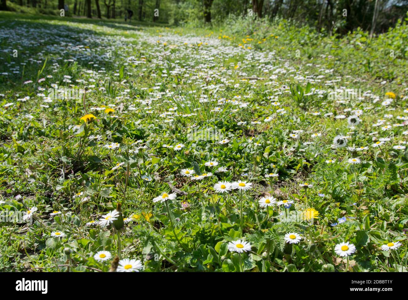 Löwenzahn im Frühling Stockfoto