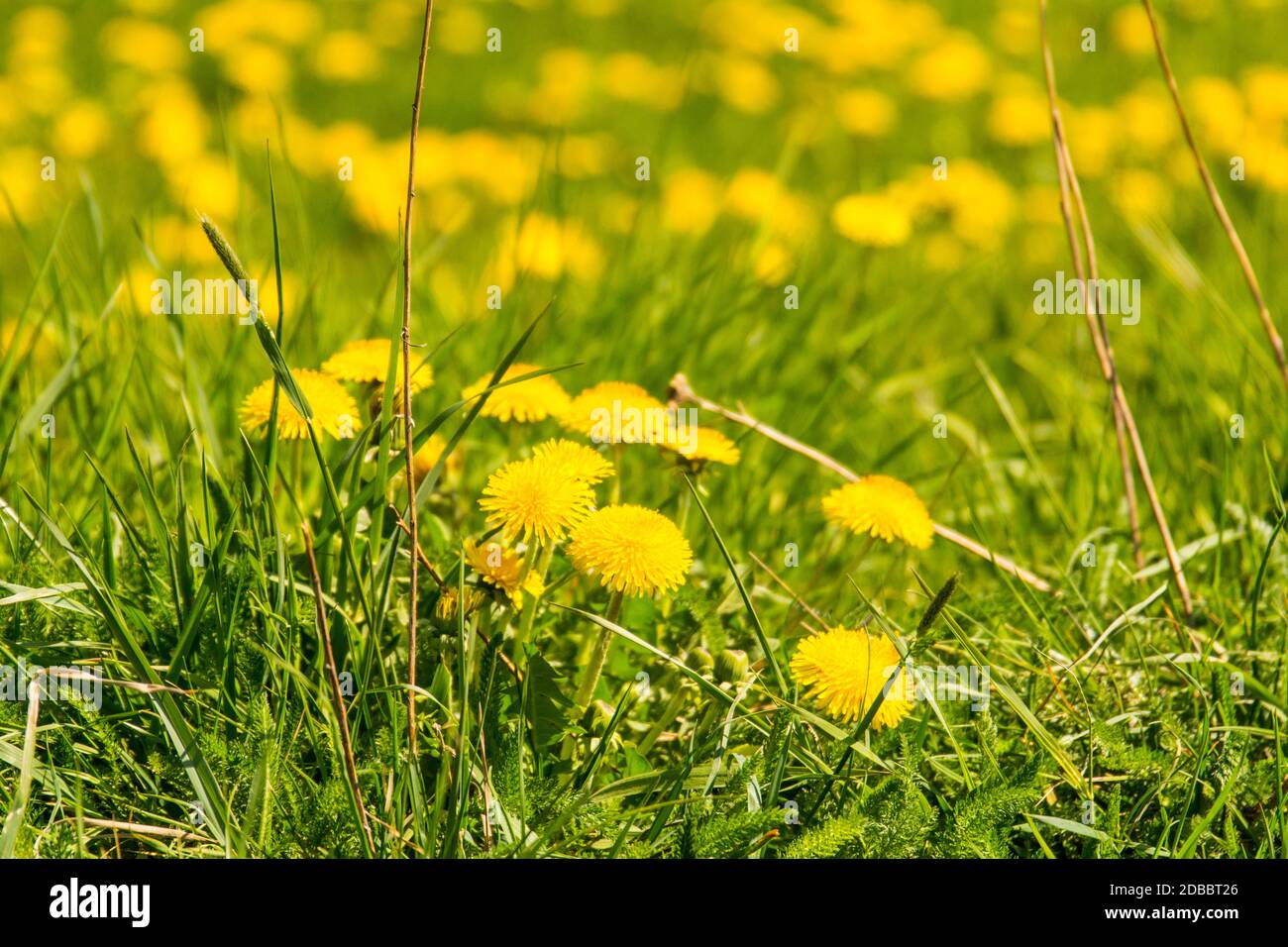 Löwenzahn im Frühling Stockfoto