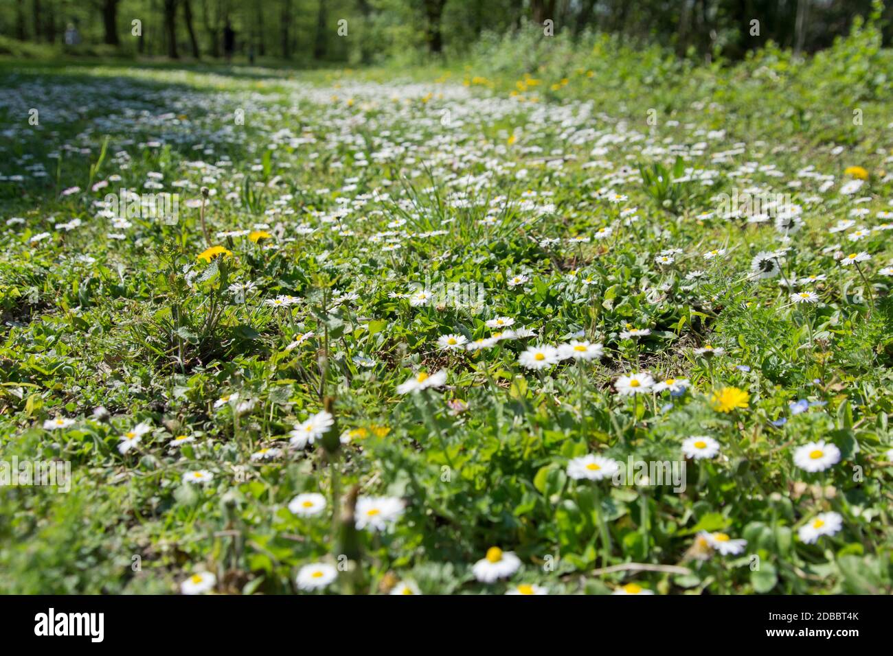 Löwenzahn im Frühling Stockfoto