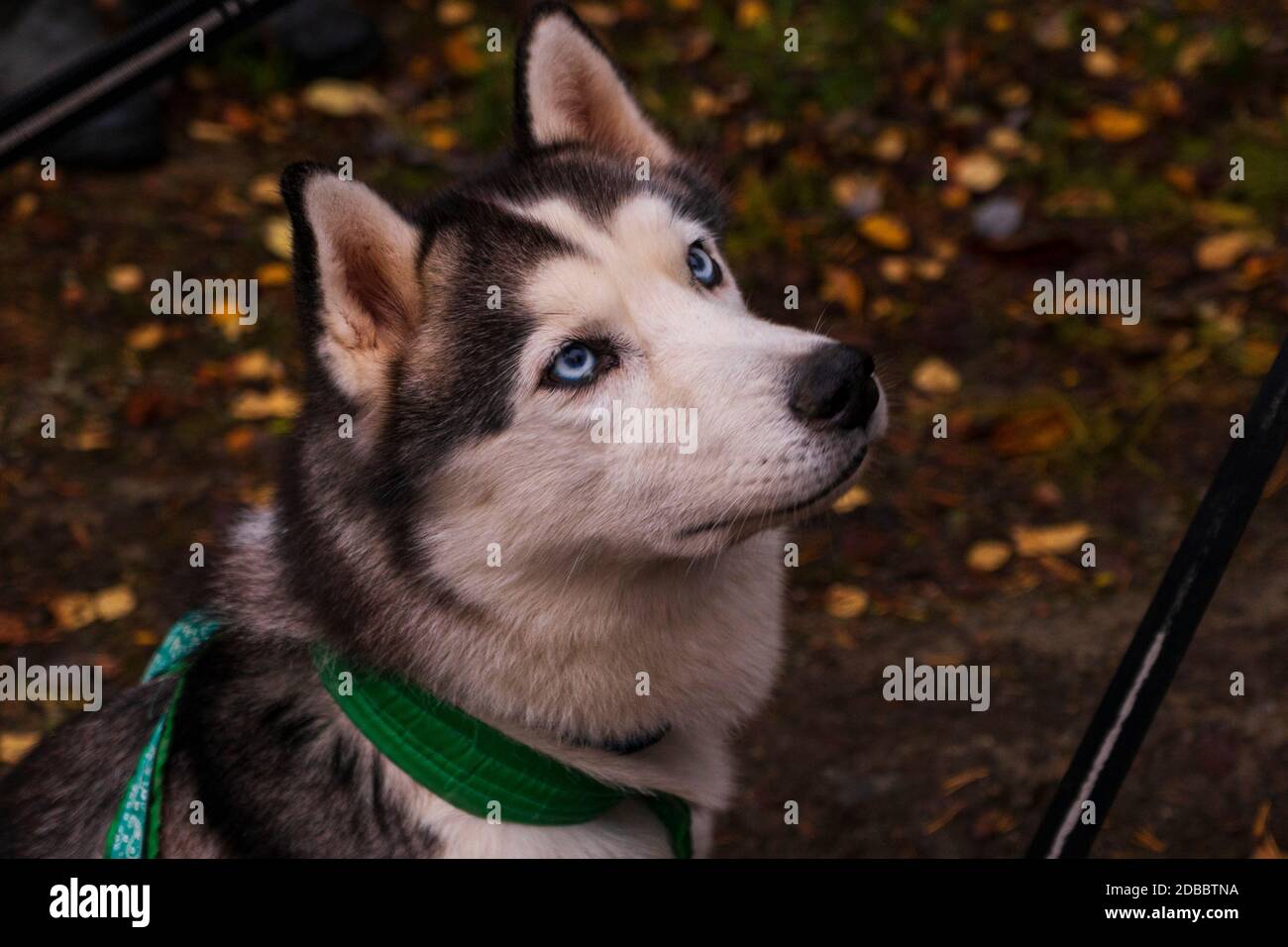 Porträt eines sibirischen Husky Hund im Herbst. Lange Reise Stockfoto