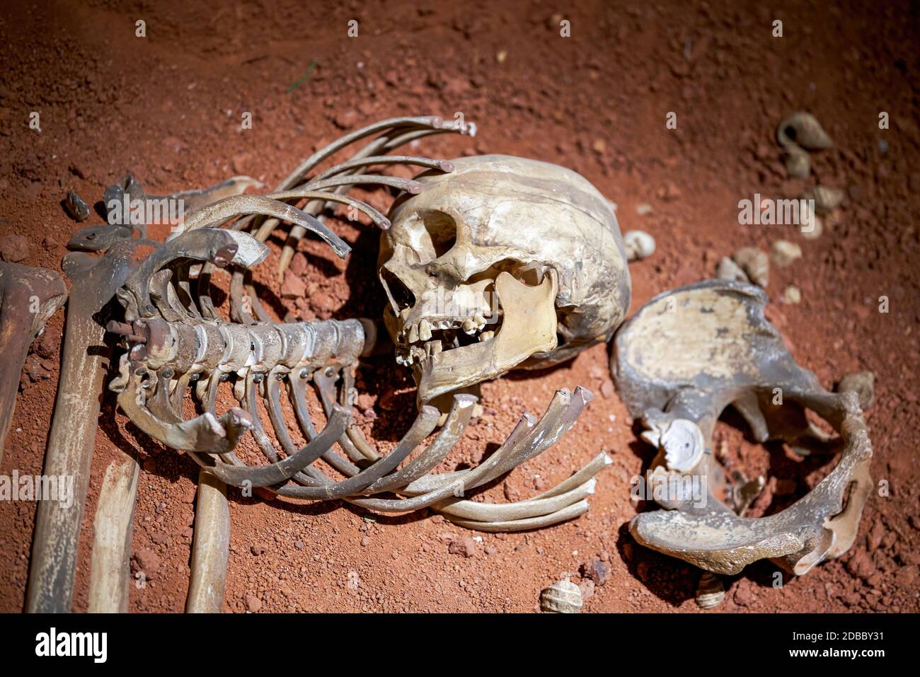 Skelettreste in einem alten Grab im Museum Stockfoto