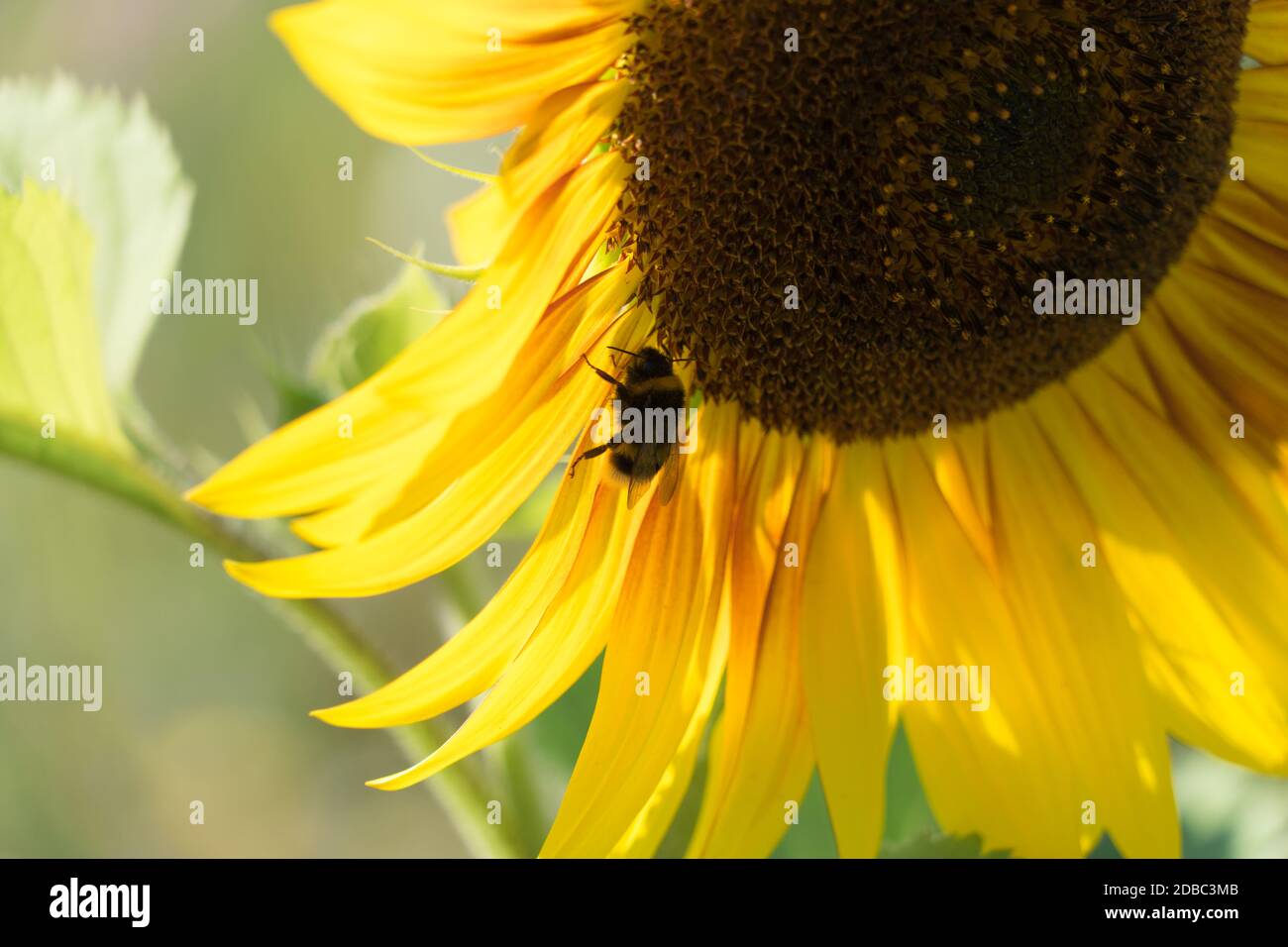 Hummel auf einer Sonnenblume im Sommer Stockfoto