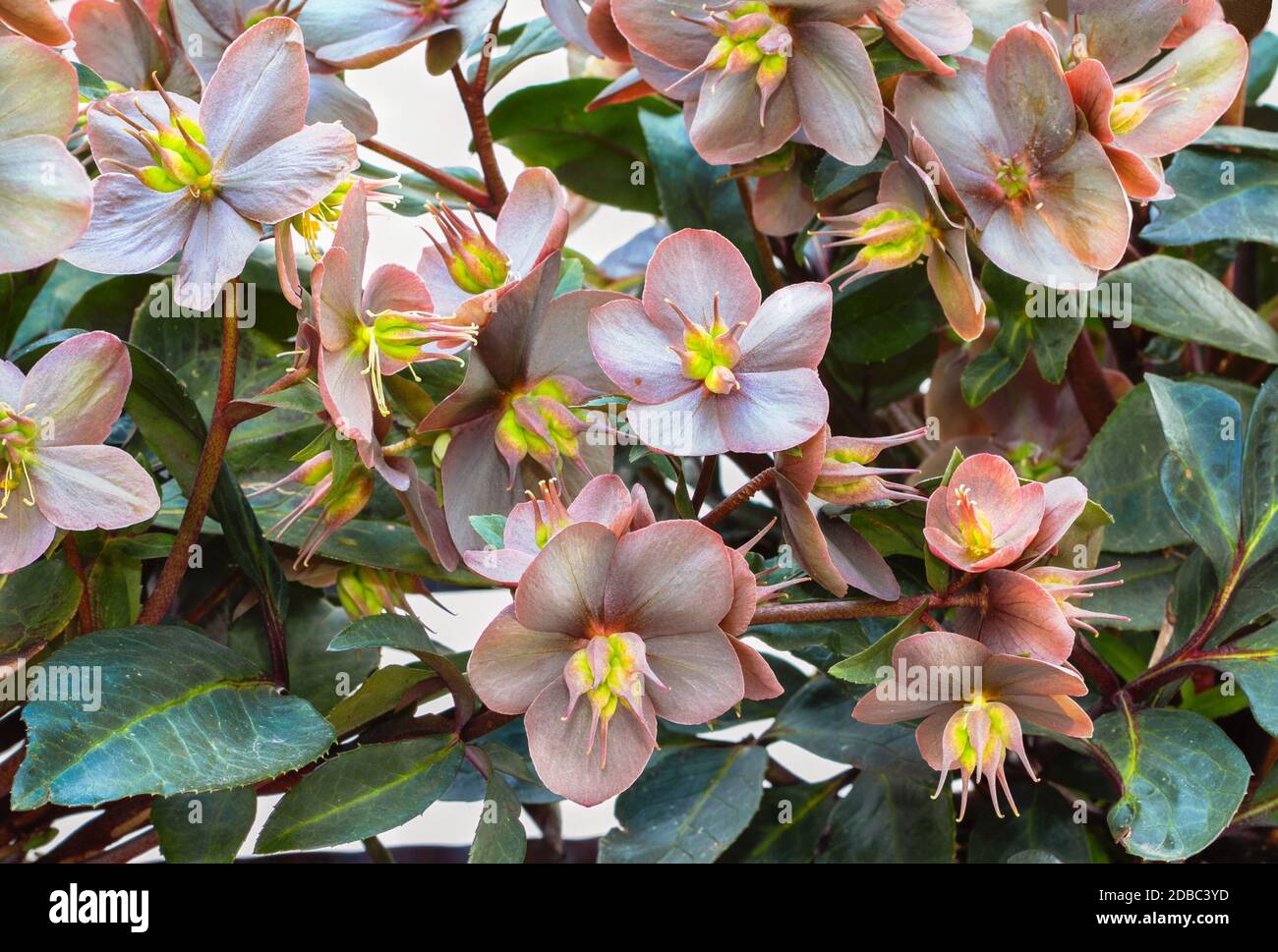 Zahlreiche Blumen präsentieren ihre Schönheit. Stockfoto