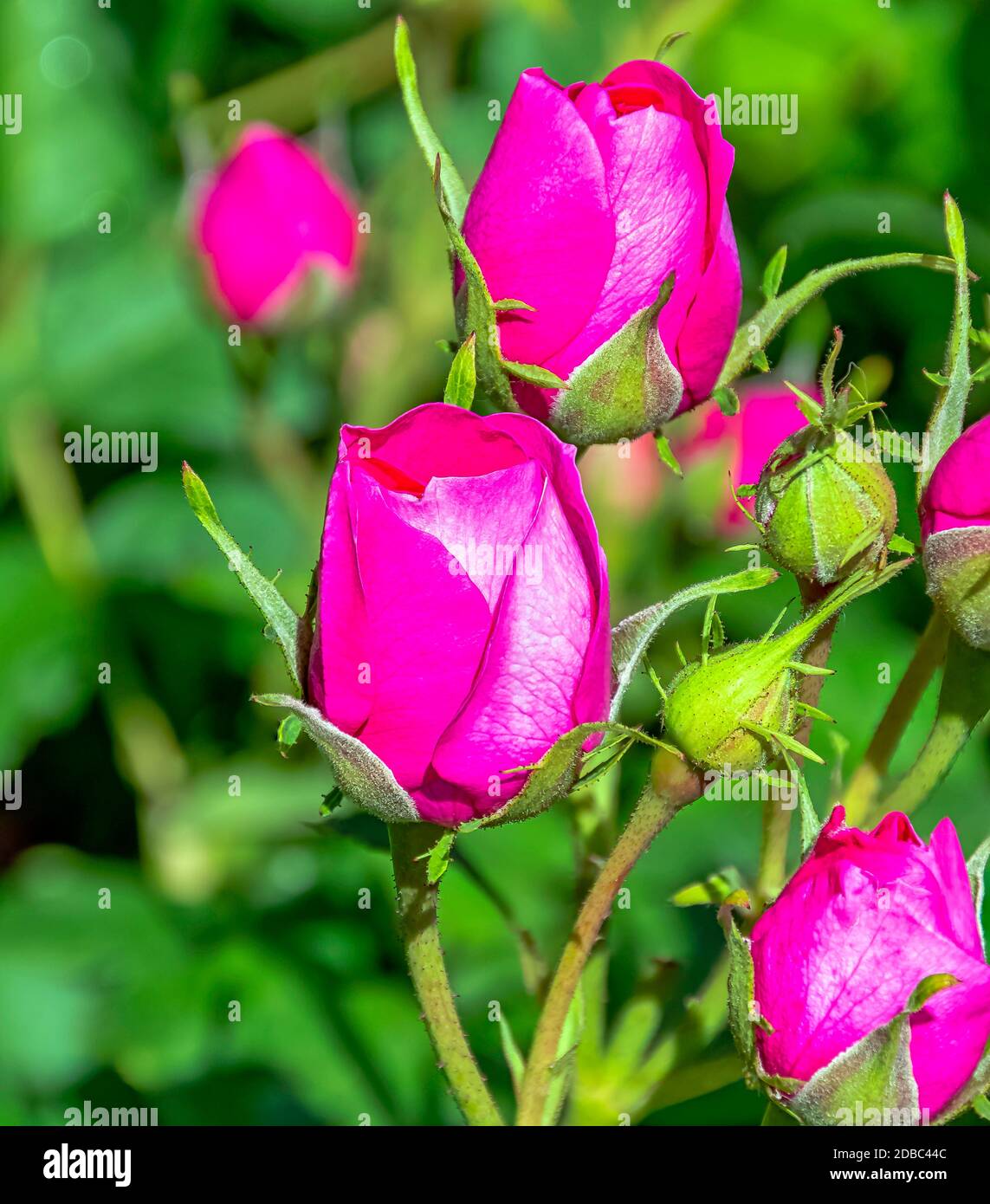 Rose zeitlose Charisma (Hybrid-Tee) im britischen Park - London, Großbritannien Stockfoto