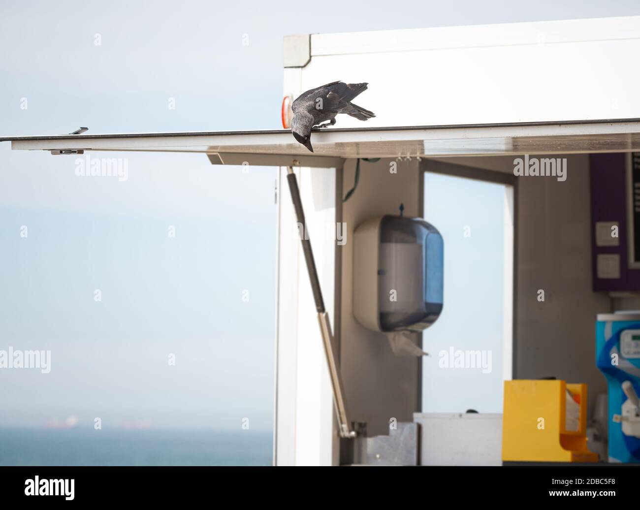 Dohlenvogel auf der Suche nach Futterresten am Strand von Scheveningen, Holland Stockfoto