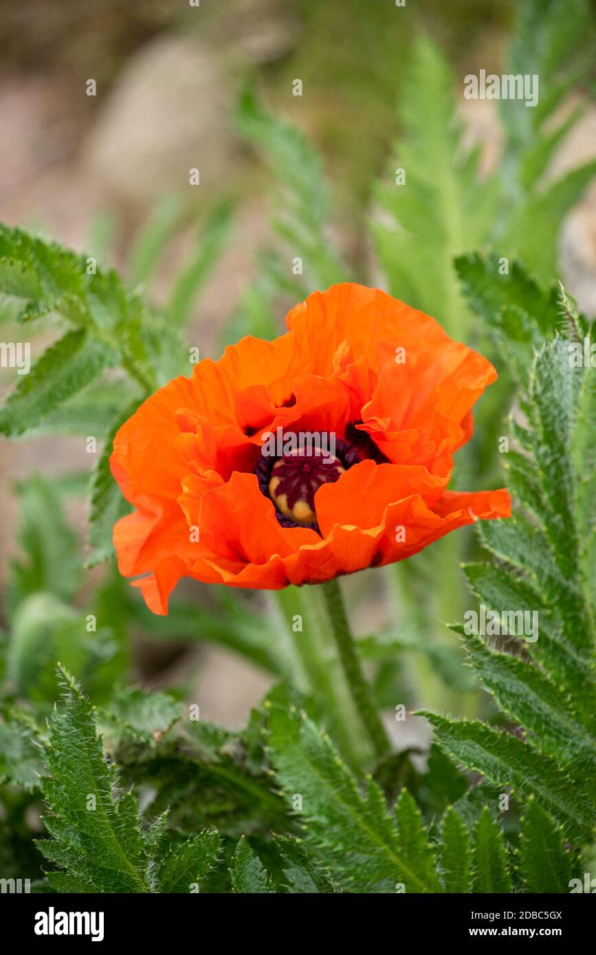 Mohnpflanze Stockfoto