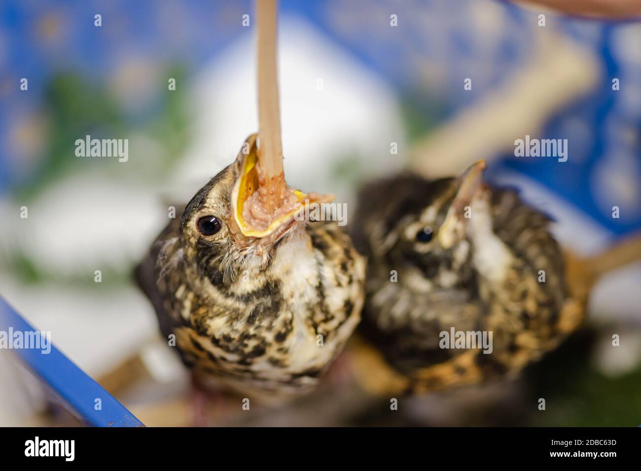 Zwei junge amerikanische Rotkehlvögel werden bei der Reha gefüttert Zentrieren Stockfoto