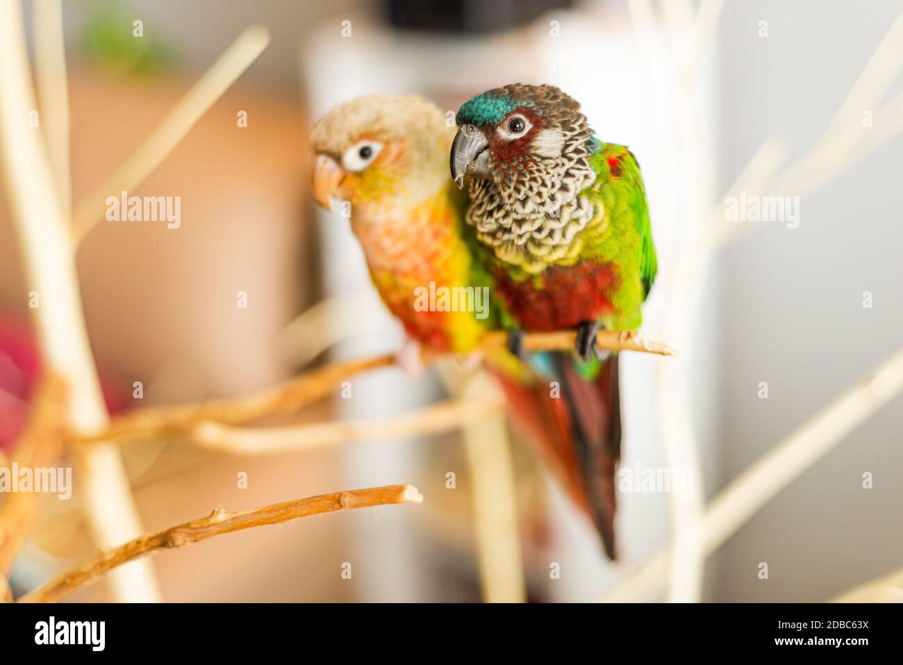 PET-Porträt von Ananas grünen Wange conure und bemalten Sittich Koppeln Stockfoto