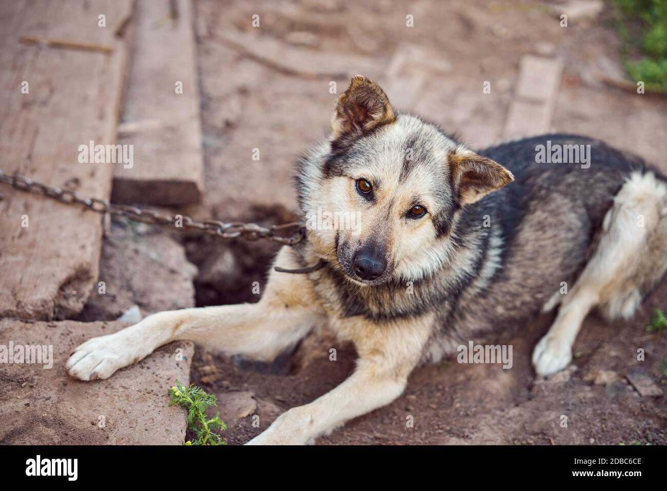 Von oben treuer Hund mit Metallkette auf dem Boden liegend Beim Bewachen ländlichen Hof Stockfoto