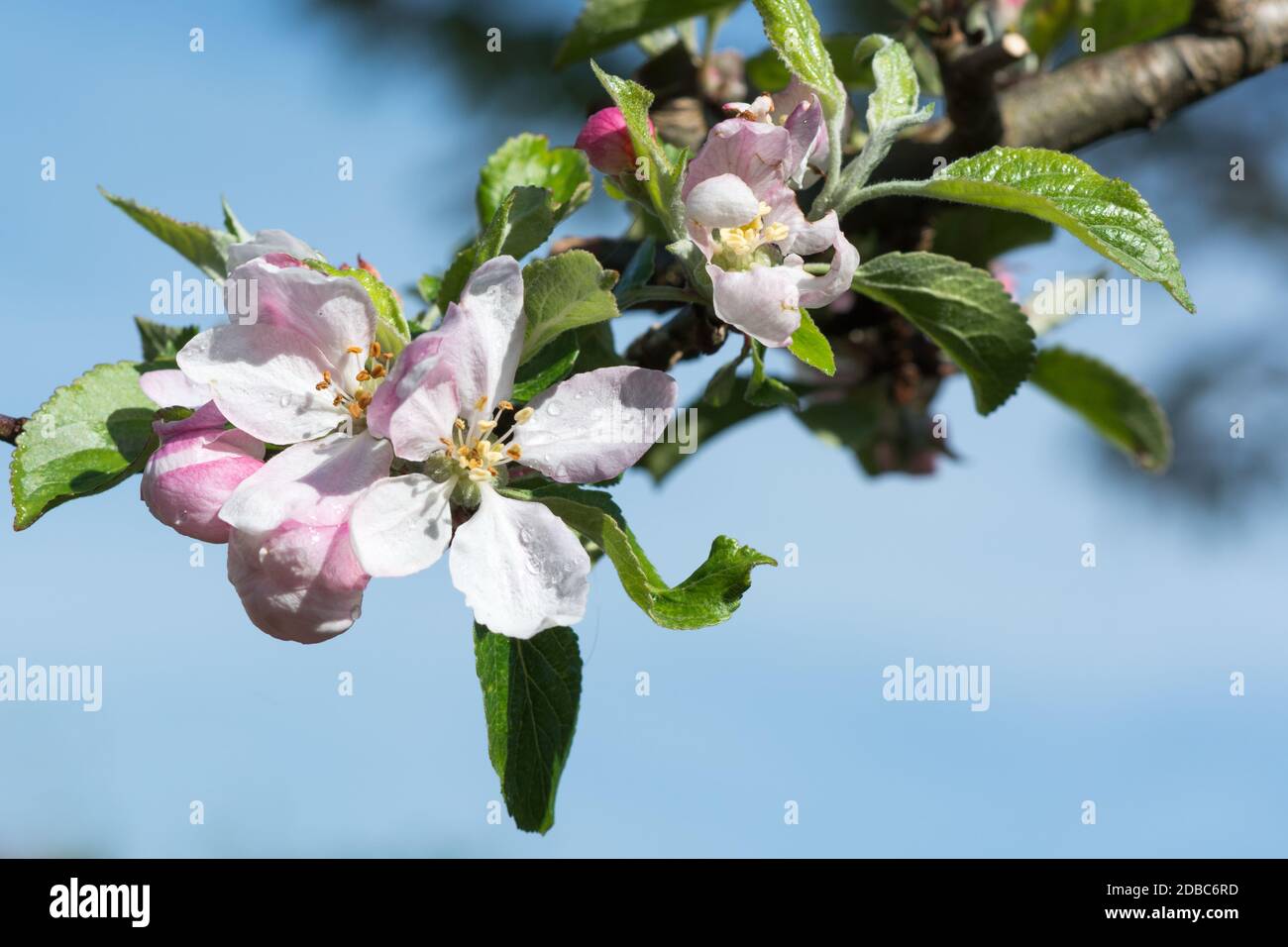 Blüte eines Appletrees Stockfoto