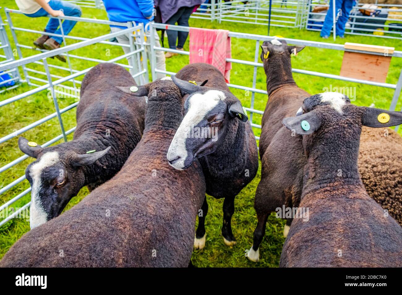 England Cartmel 3. August 2016 Black Welsh Mountain Sheep in Ein Show Pen bei Cartmel Show Stockfoto