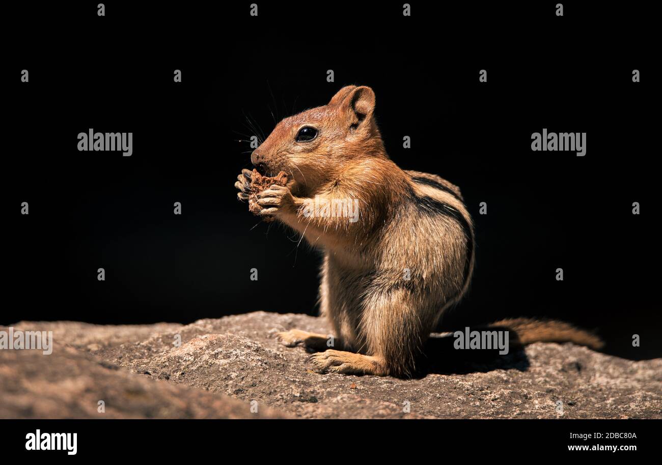 Goldbemantelte Erdhörnchen isoliert vor schlichtem schwarzen Hintergrund Stockfoto