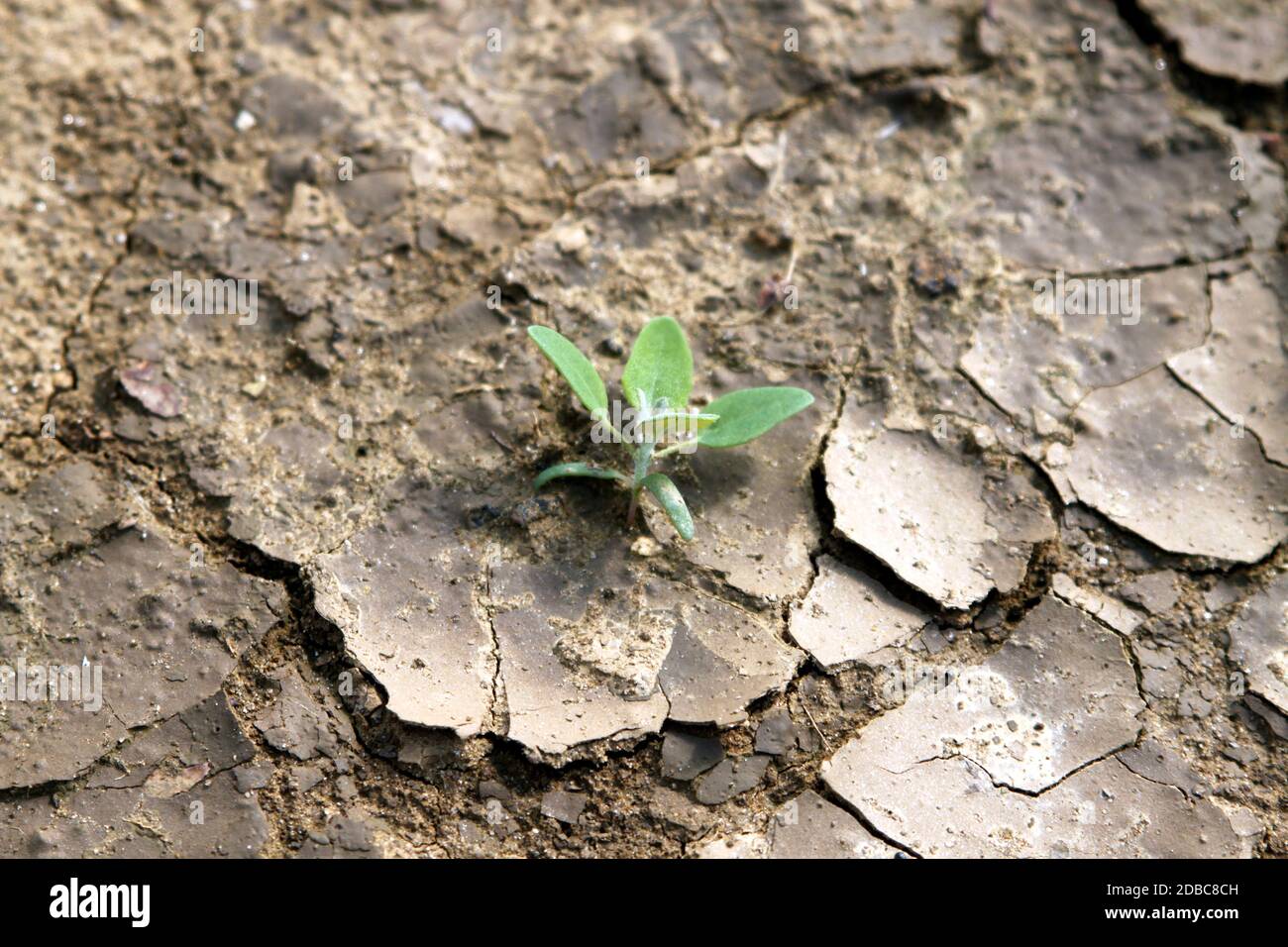Zartes grünes Plantlet in trockenem Boden Stockfoto