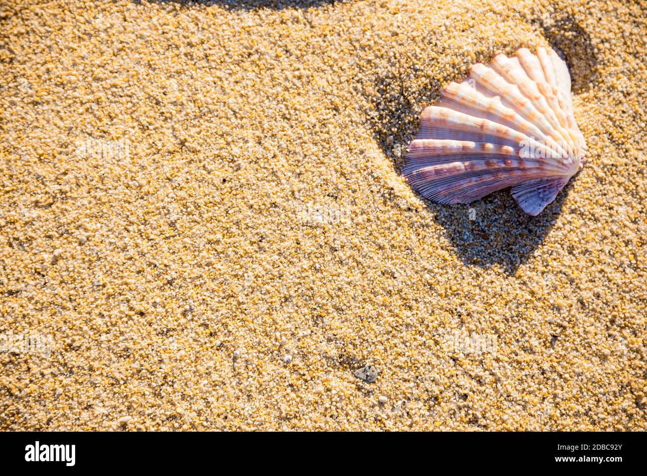 Meeresmuschel auf Sand von oben fotografiert, heißer Sommertag am Strand, tropischer Urlaubshintergrund Stockfoto