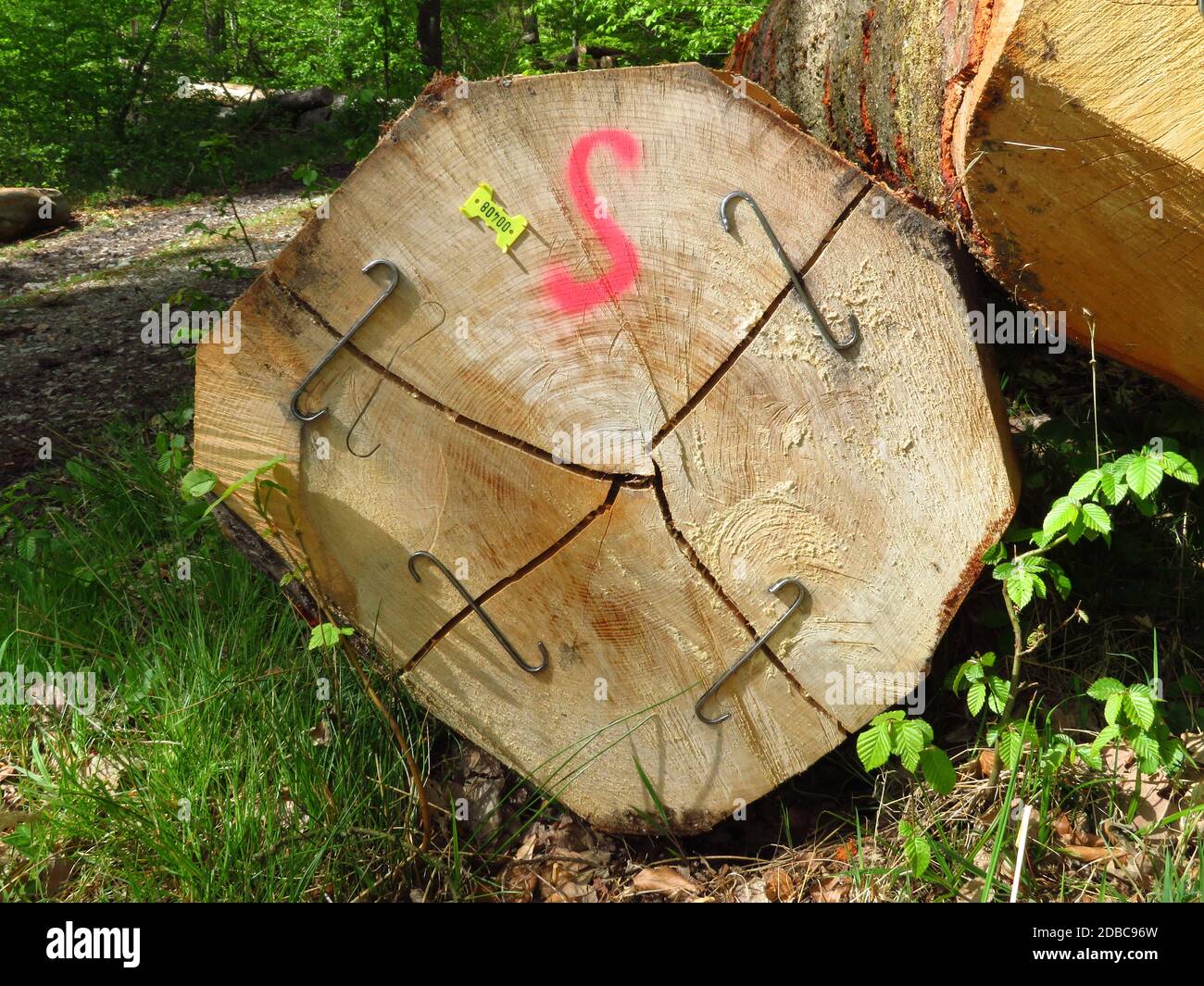 Stamm einer Buche mit Verkaufsschildern und S-Eisen Stockfoto