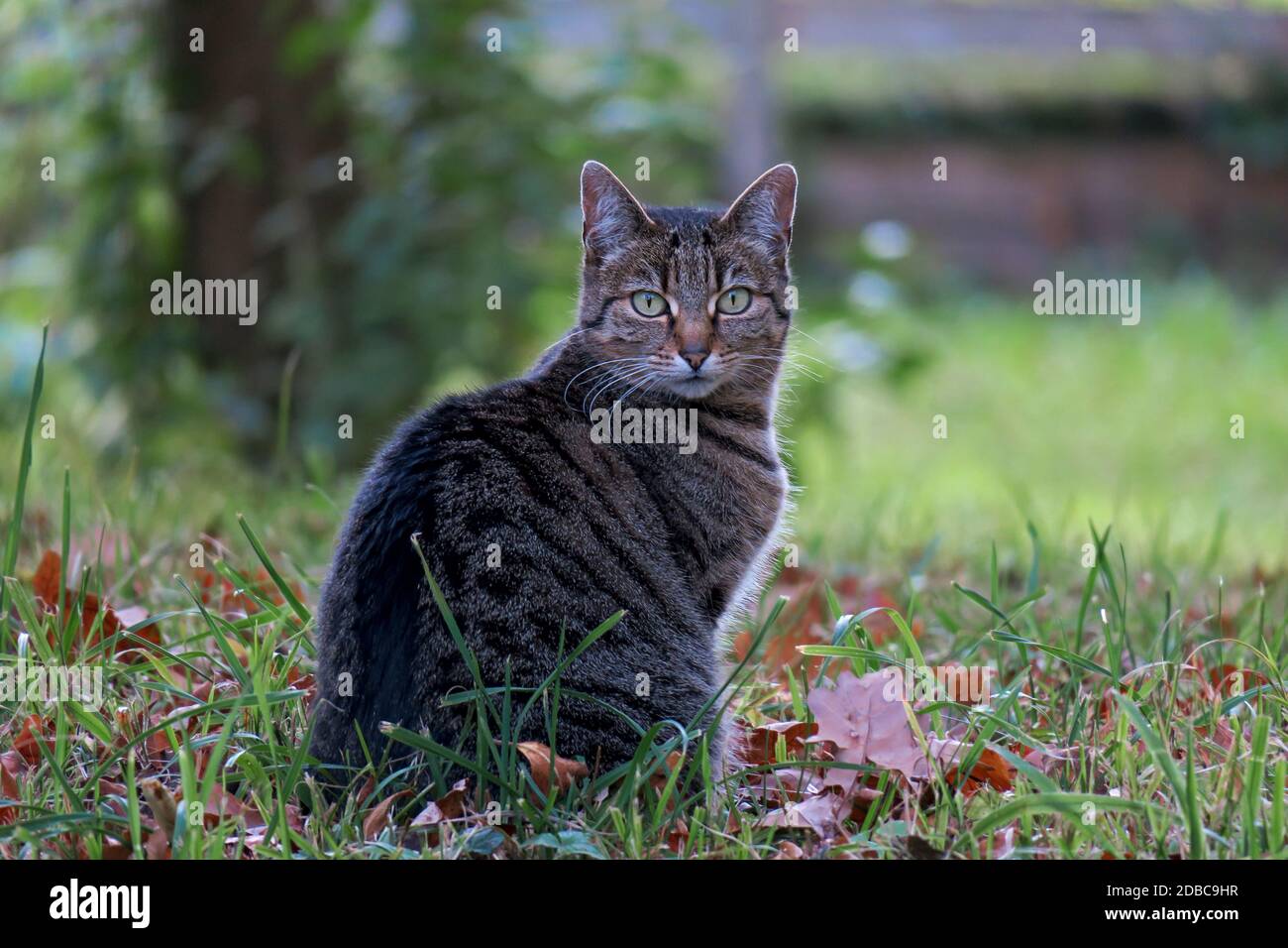 Gewöhnliche Hauskatze mit schwarzen und grauen Streifen sitzen in Das Gras, das den Fotografen beobachtet Stockfoto