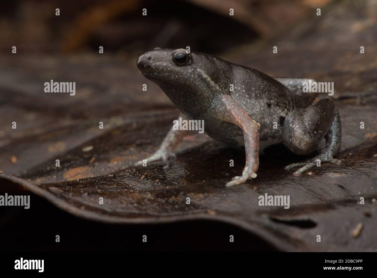 Ein Narrow Mouth oder Summfrosch (Chiasmocleis sp) aus dem Amazonas-Regenwald. Diese Gattung bewohnt bekanntlich Höhlen mit Taranteln. Stockfoto
