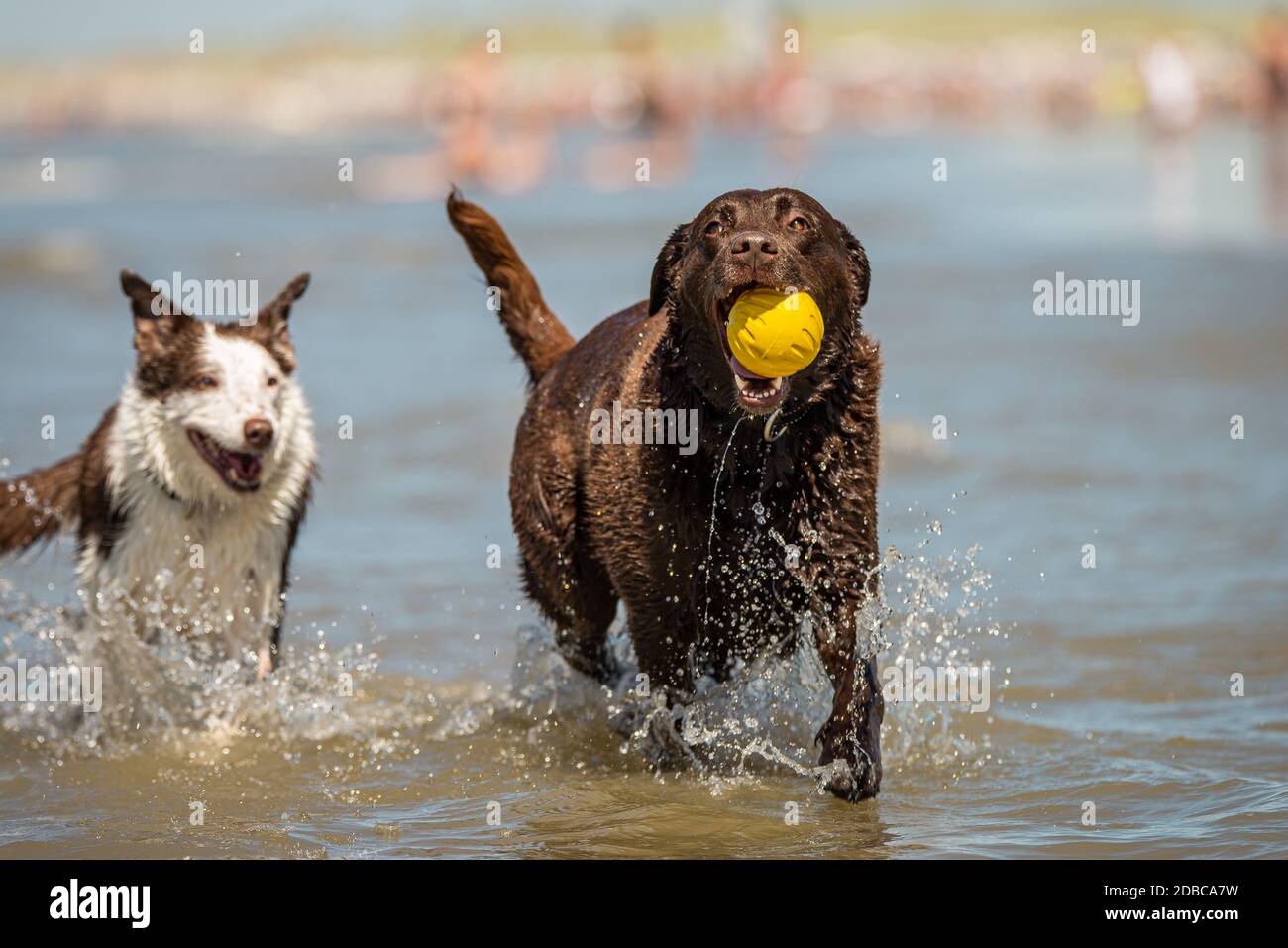 Border Collie und Schokolade labrador läuft im Meer surfen Stockfoto