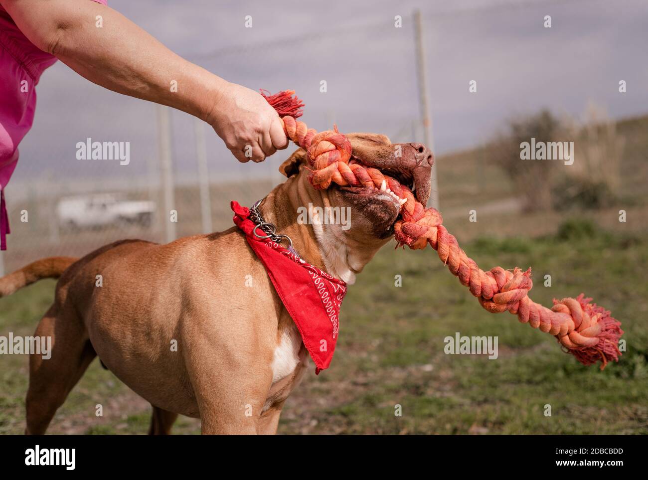 Adoptable Pit Bulldogge spielt mit Tierheim Freiwilligen Stockfoto