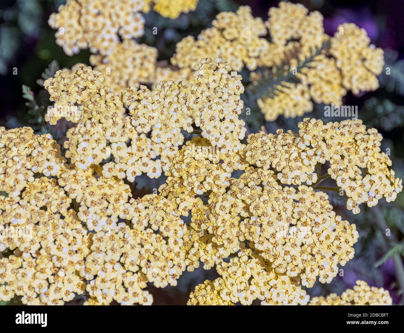 Achillea filipendulina, bekannt als fernleaf Schafgarbe, Milfoil oder Nasenblut - asiatische Arten der blühenden Pflanze in der Familie der Sonnenblumen Stockfoto