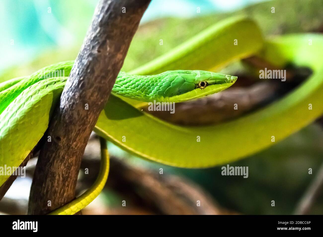 Eine Schlange der grünen Rebe in einer Streikpose, gefährlich. Stockfoto