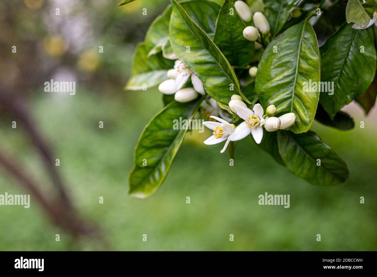 Die Orangenblüte ist die duftende Blüte der Citrus sinensis (Orangenbaum). Stockfoto