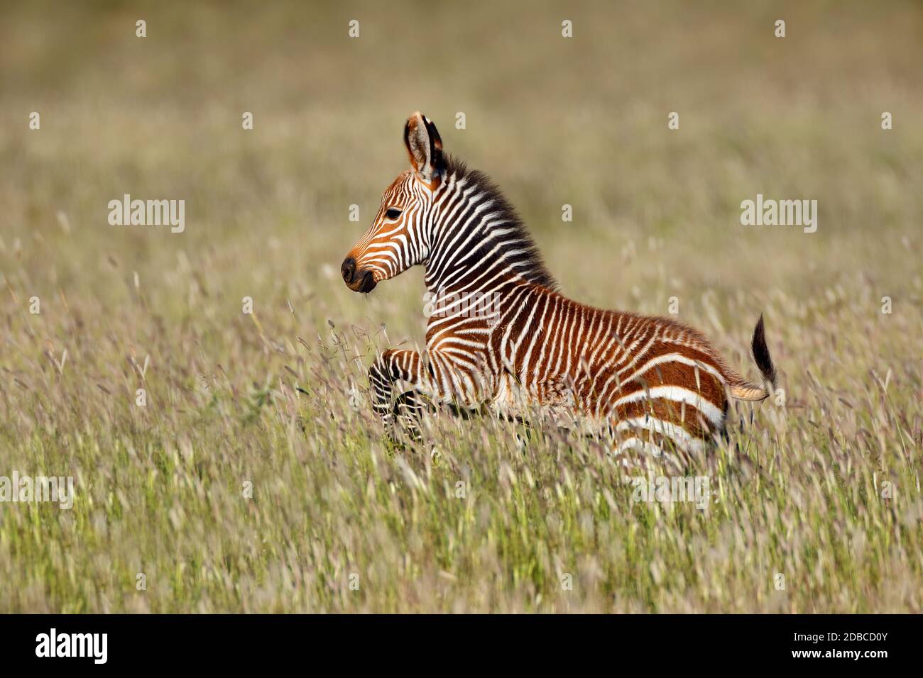 Cape Mountain Zebra (Equus Zebra) Fohlen laufen, Mountain Zebra National Park, Südafrika Stockfoto