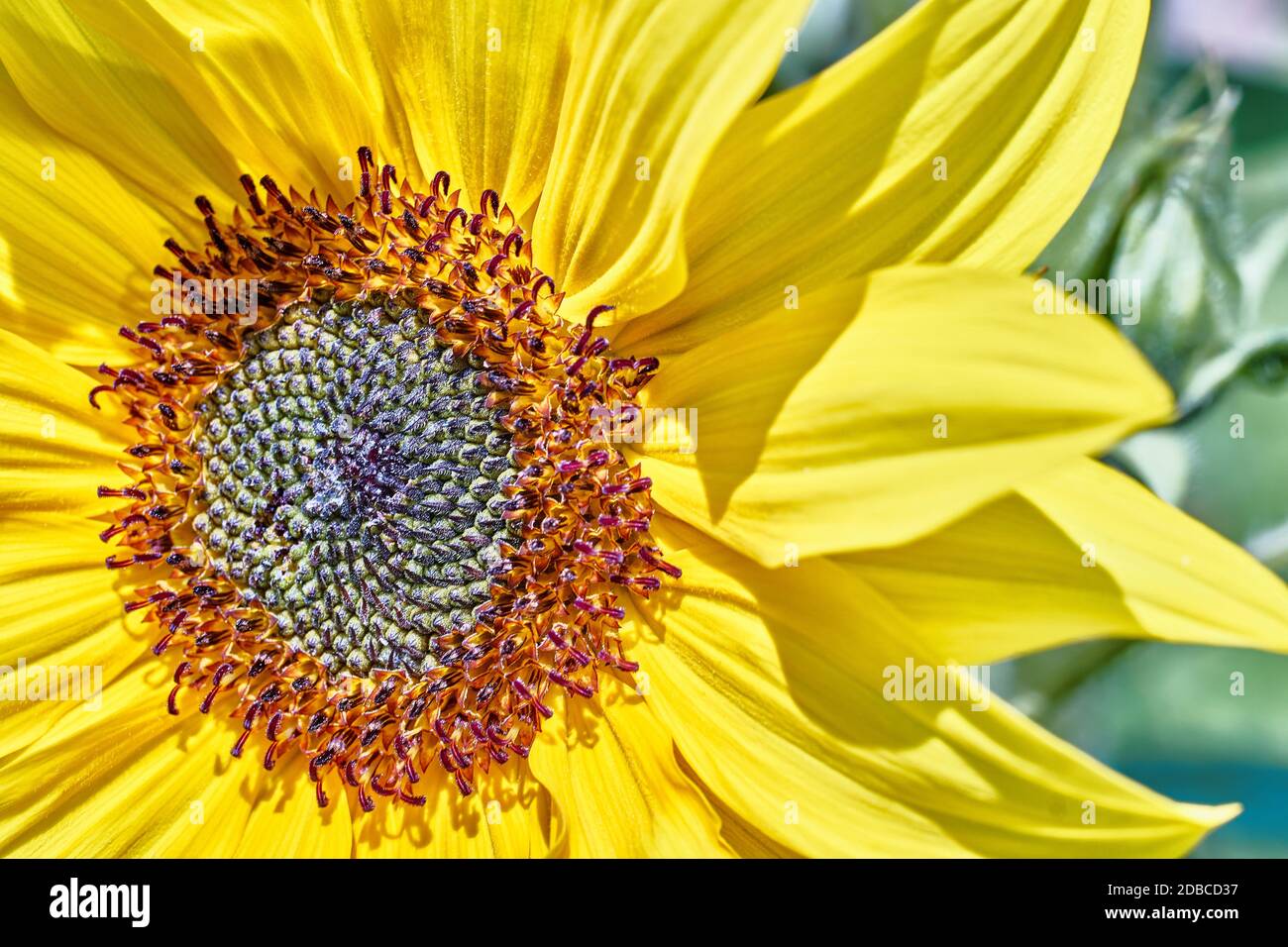 Sonnenblumen makro Fotos und Bildmaterial in hoher Auflösung Seite
