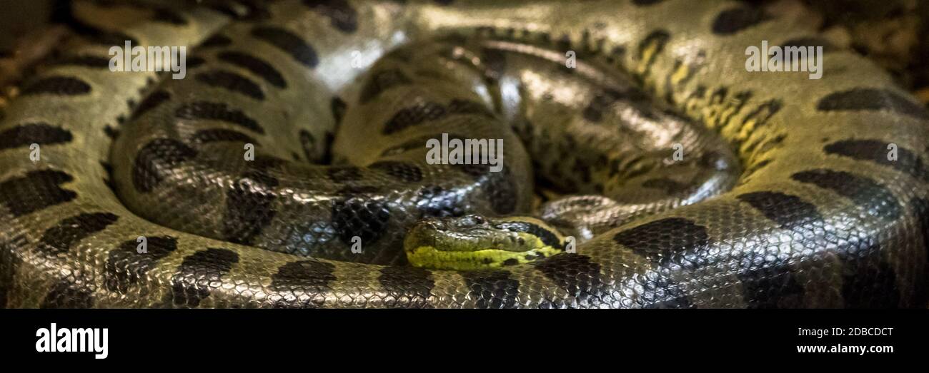 Grune Anakonda Eunectes Murinus Sucuri Schlange Riesige Und Gefahrliche Schlange Stockfotografie Alamy