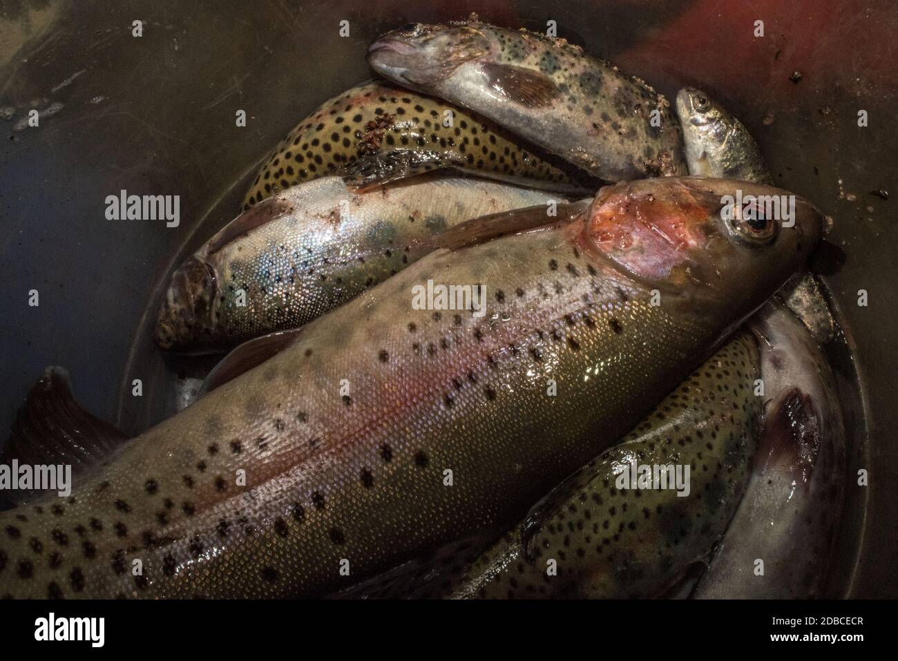 Ein Eimer Regenbogenforelle (Oncorhynchus mykiss) eine invasive Art in den peruanischen Anden, wo diese gefangen wurden. Stockfoto