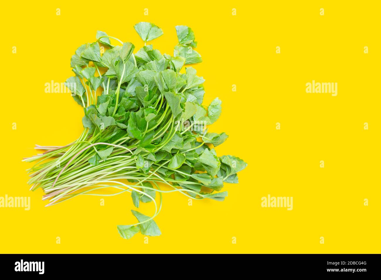 Die KotU-Kola verlässt den gelben Hintergrund. Kopierbereich Stockfoto