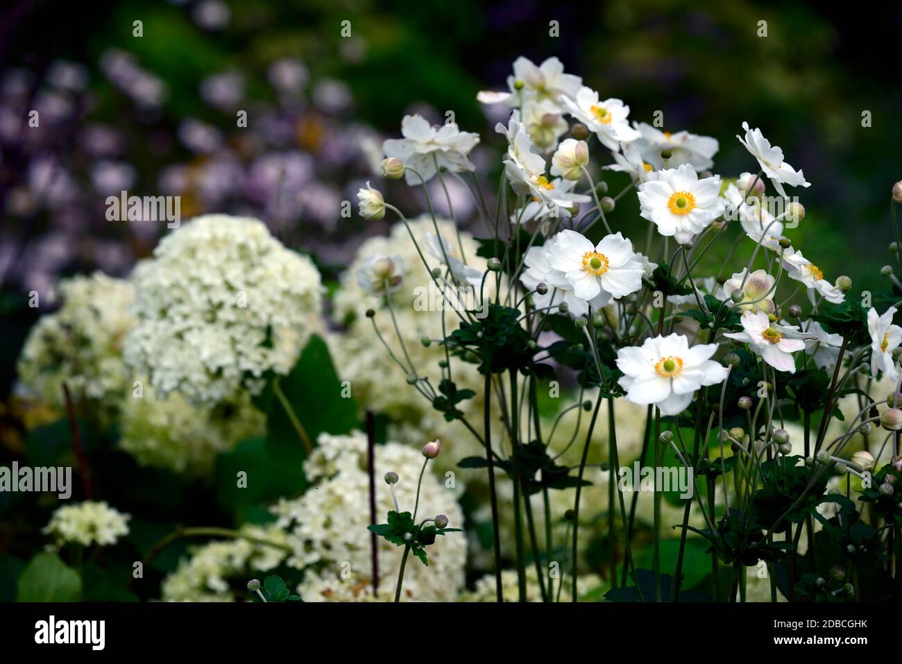 Anemone hybrida honorine jobert, weiß, Blume, Blumen, Hortensia annabelle,, blühende Kombination, gemischte Blumen, gemischte Pflanzschema, Blüte, Blüte, pere Stockfoto