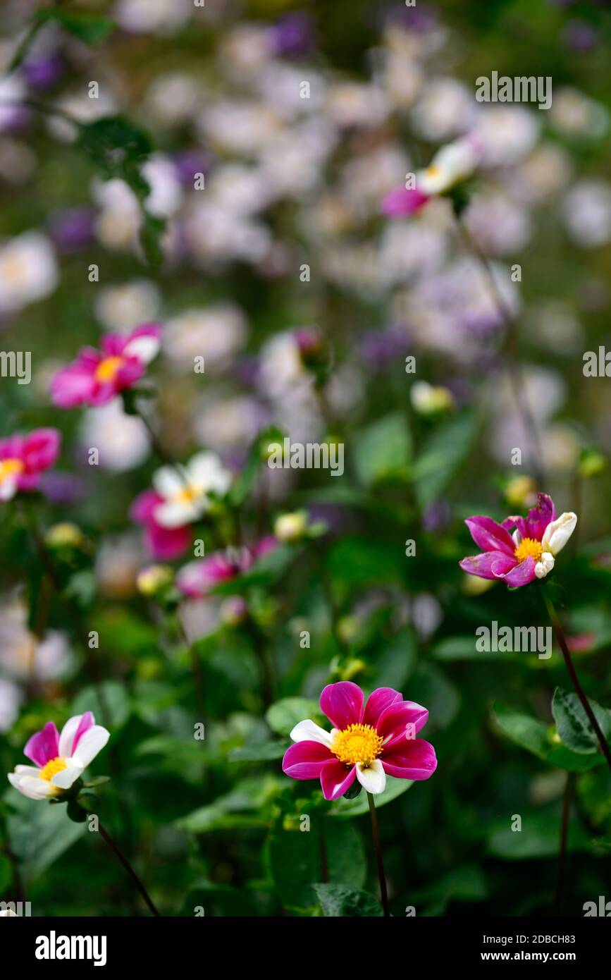 Dahlia Twyning's Smartie, rot mit zufälligen weißen Blütenblättern, zweifarbige Blumen, Blumen, blühende, rote und weiße Blumen, Dahlien, einzelne Blumen, klein Stockfoto