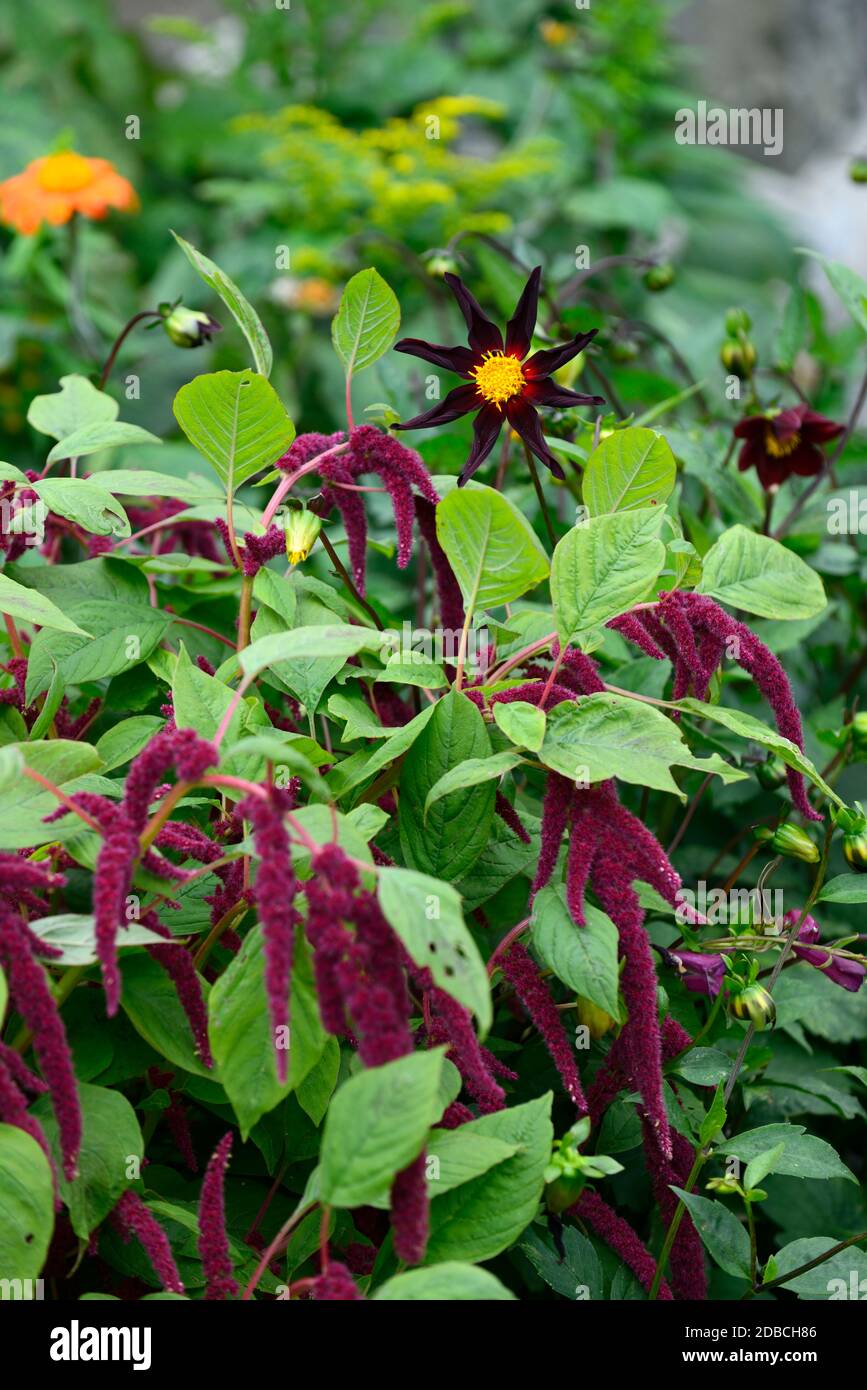 dahlia verrone Obsidian, Stern Dahlia Blume, schwarz rot gelb Dahlia Blumen, Amaranth Caudatus, Liebe Lügt blutend, dunkles Laub, Blätter, lila Blütenc Stockfoto